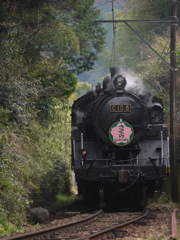 大井川鉄道 SLさくら号