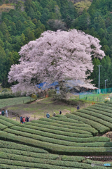 牛代の水目桜