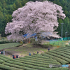 牛代の水目桜