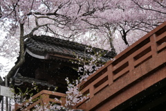 雪降る高遠城址　桜まつり