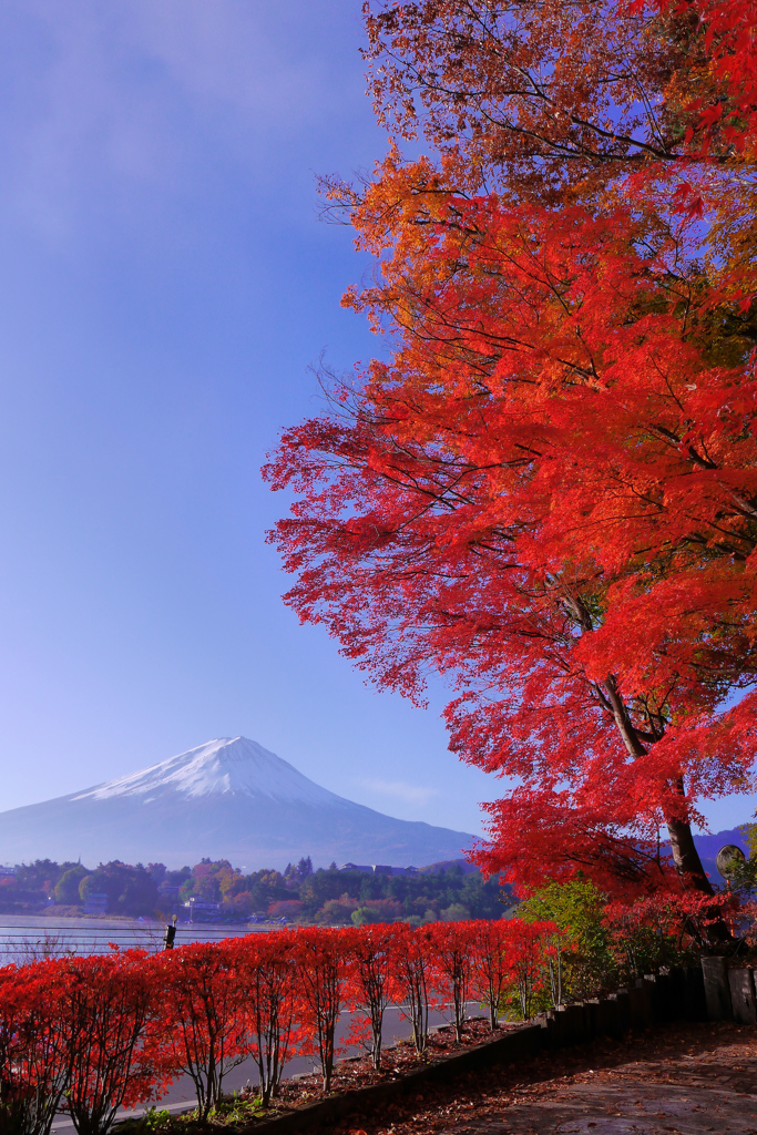 河口湖の紅葉