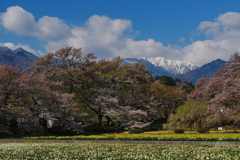 実相寺　神代桜