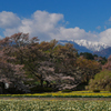 実相寺　神代桜