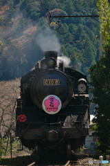 大井川鉄道　 SL　さくら号