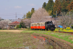 春のトロッコ列車