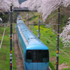 2024山北駅の春