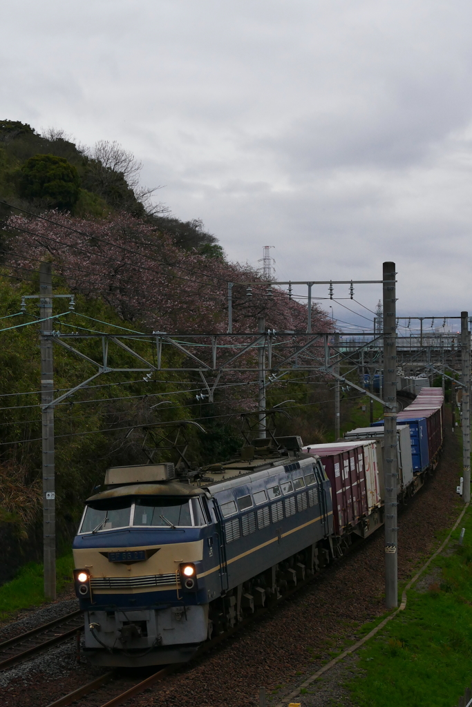 EF66-27と桜