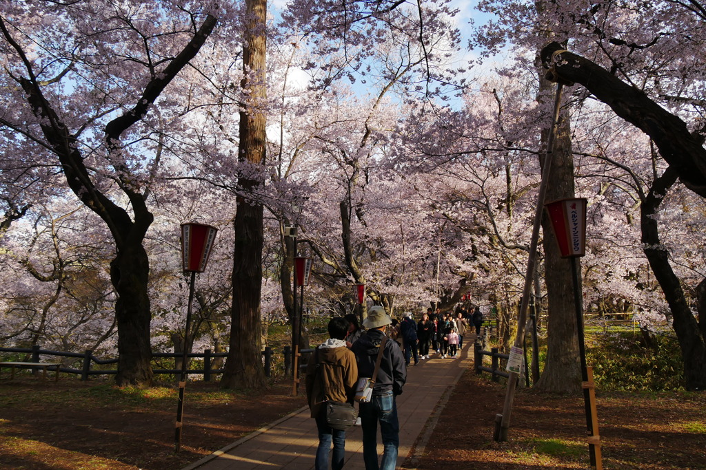 高遠城址　桜まつり