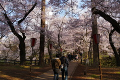 高遠城址　桜まつり