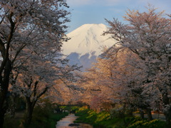 2014　忍野の桜