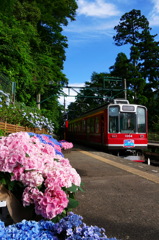 宮ノ下駅の紫陽花