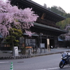 身延山　久遠寺　しだれ桜