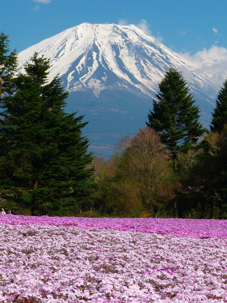 富士芝桜まつり
