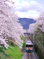 山北駅の桜　　