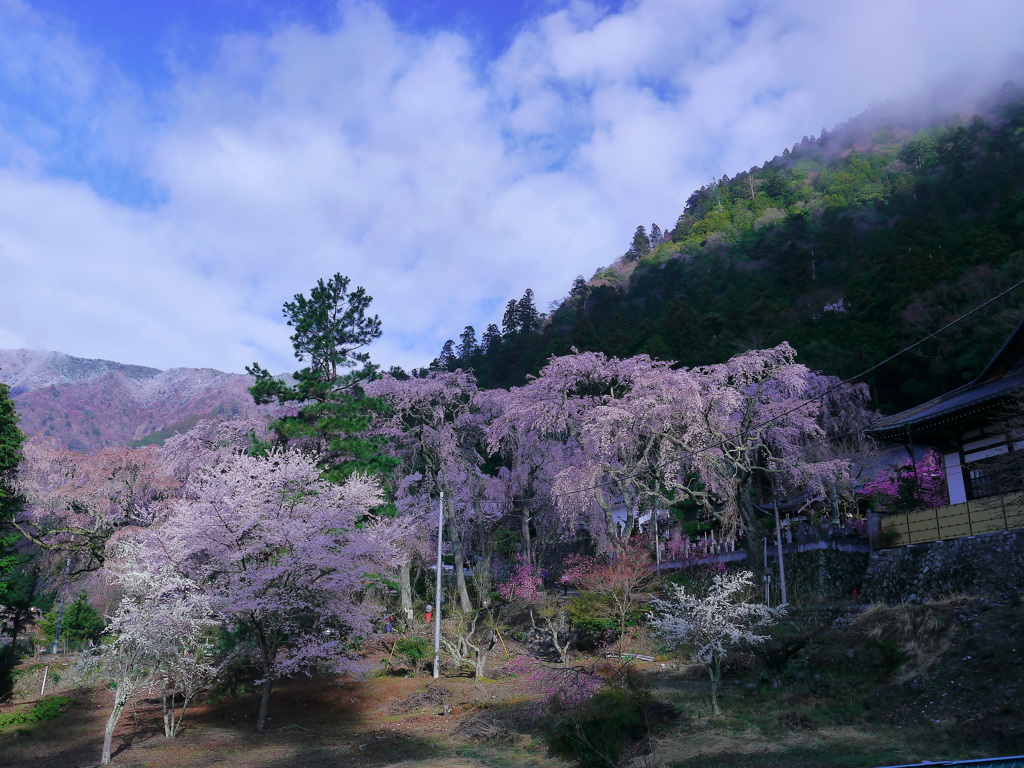 身延山の桜