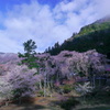 身延山の桜