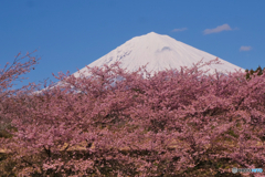 桜と富士山