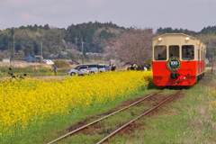 春のトロッコ列車
