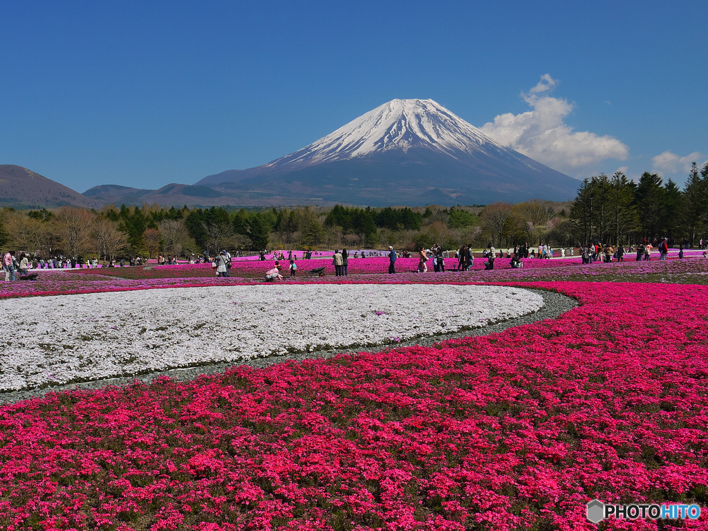過去画像富士芝桜まつり