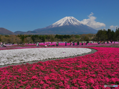 過去画像富士芝桜まつり