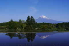水田の逆さ富士