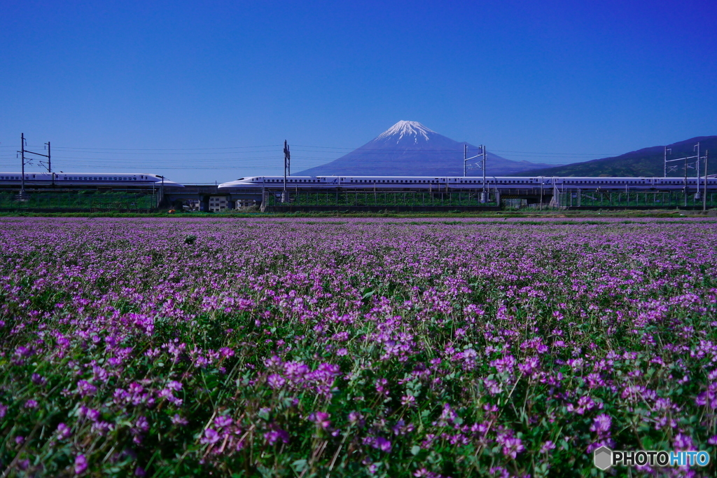 れんげと富士山に７００系