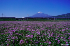 れんげと富士山に７００系