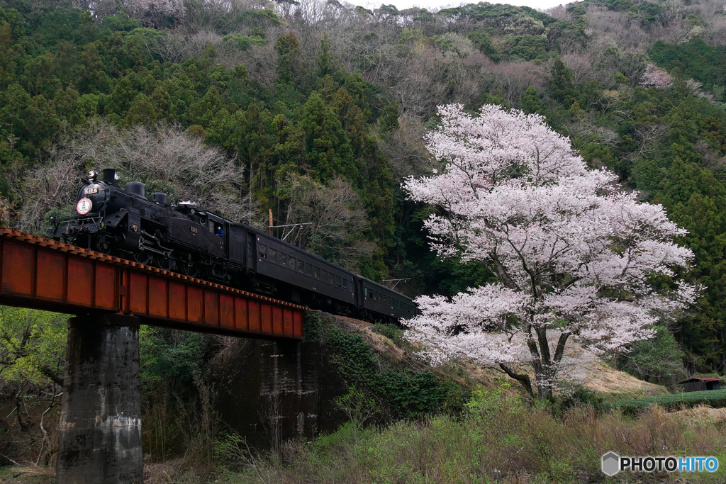 大井川鉄道　SLかわね路号