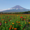 山中湖　花の都公園富士山