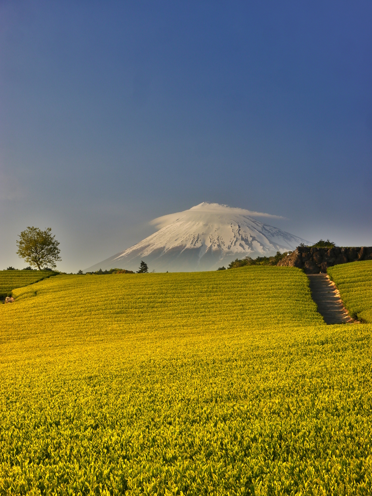 新緑と富士山