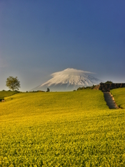 新緑と富士山