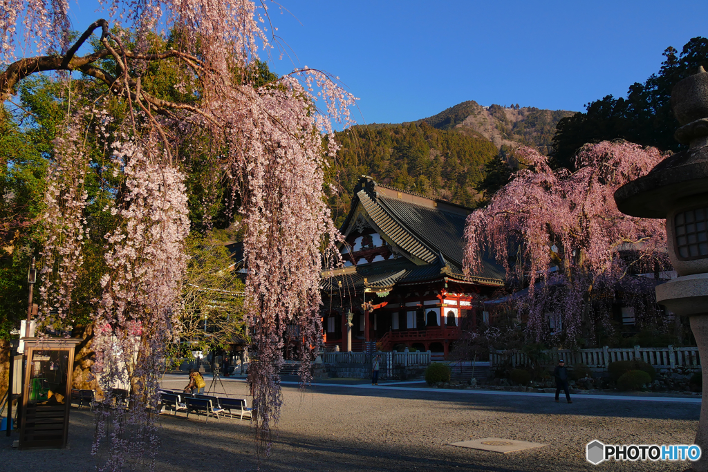 身延山　枝垂れ桜