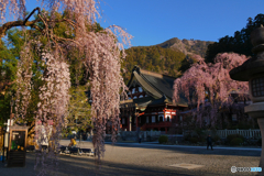 身延山　枝垂れ桜