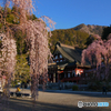 身延山　枝垂れ桜