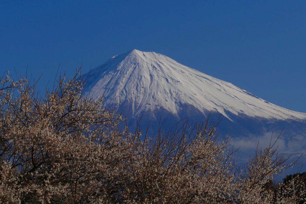 富士山と桜