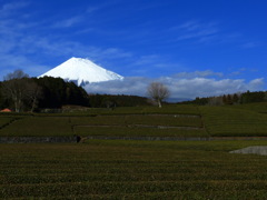 冬の茶畑に富士山