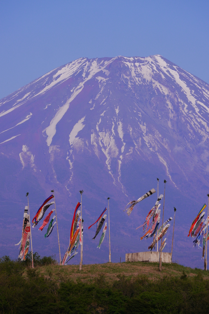 朝霧高原の富士山鯉のぼりと