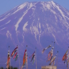 朝霧高原の富士山鯉のぼりと