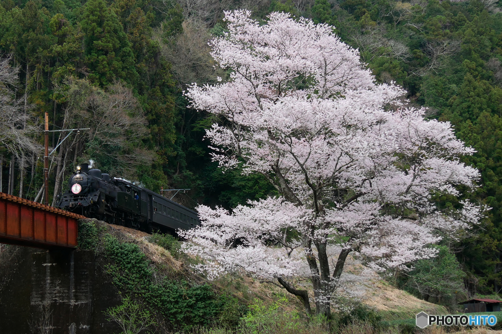 大井川鉄道　SLかわね路号