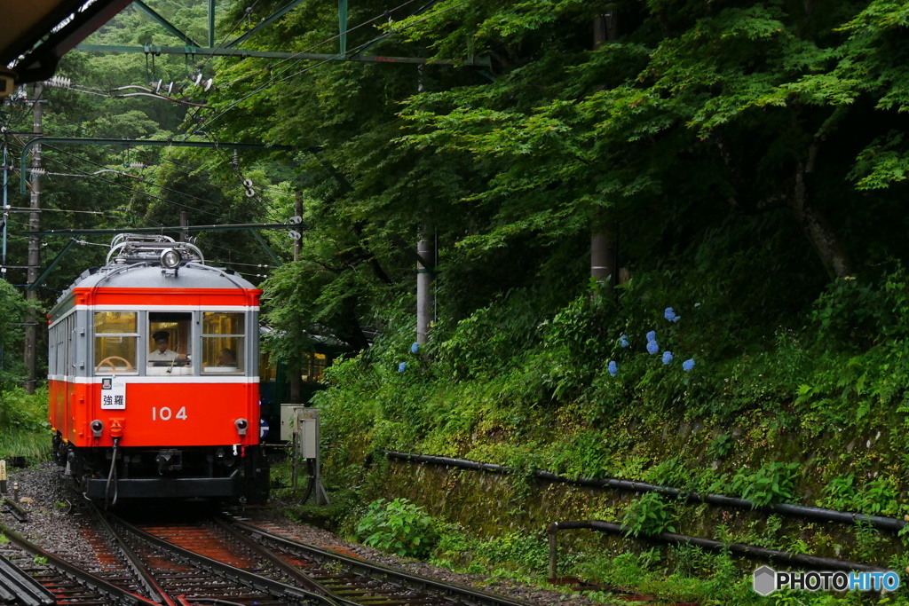 箱根登山鉄道　あじさい