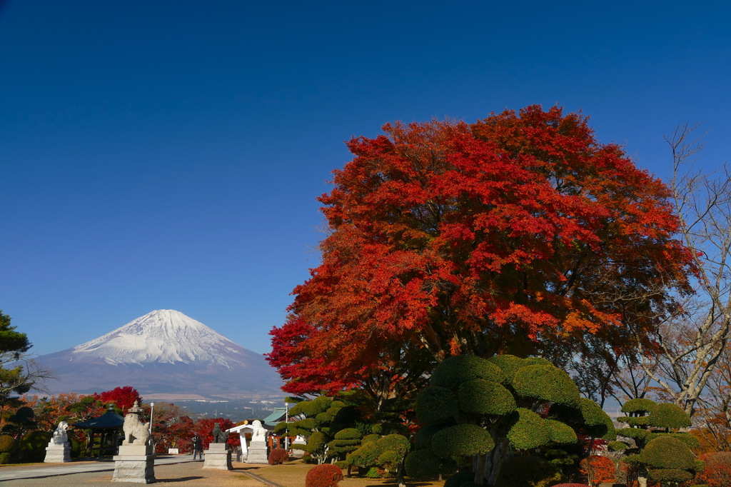 平和公園の紅葉