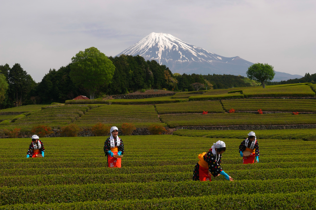 2017年大渕お茶まつり