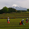 2017年大渕お茶まつり