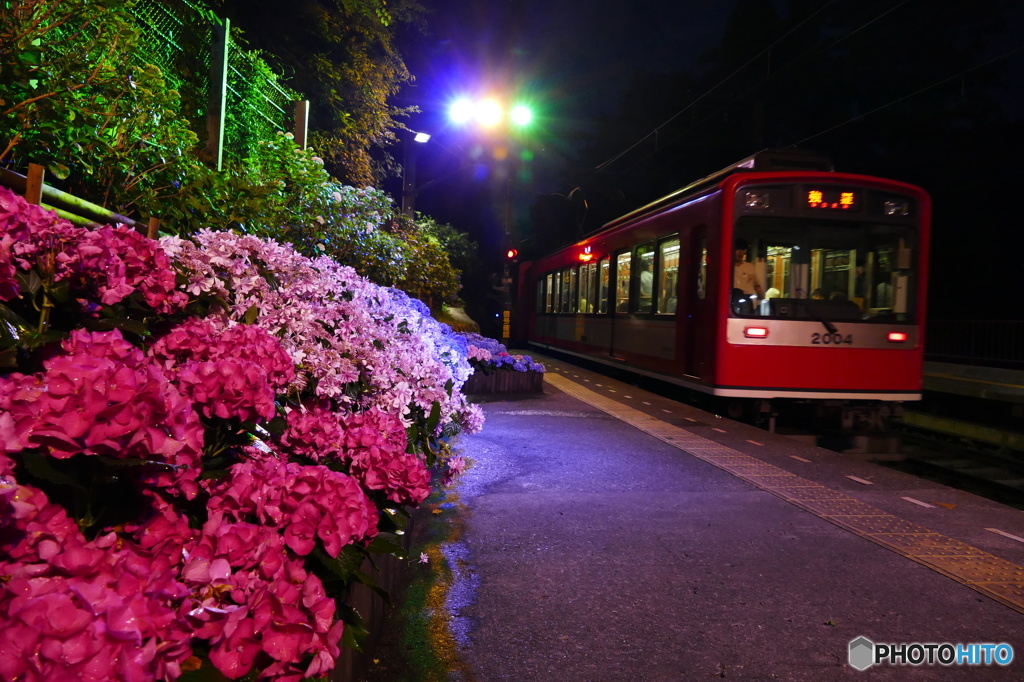 あじさいと箱根登山鉄道