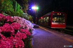 あじさいと箱根登山鉄道