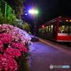 あじさいと箱根登山鉄道