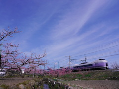 桃の花とスーパーあずさ