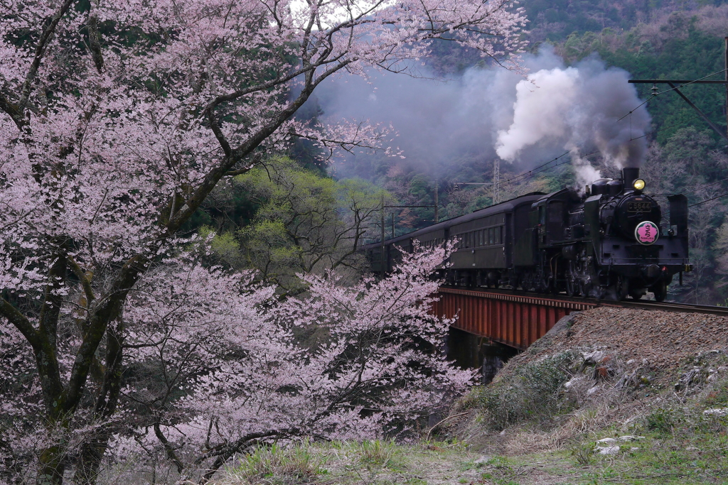 大井川鉄道 SLさくら号