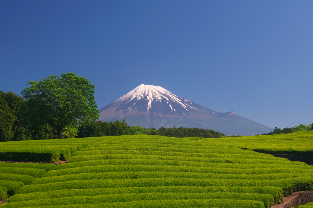 茶畑と富士山