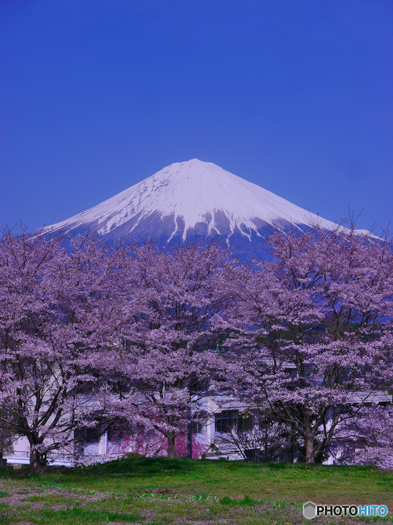 過去画像　桜と富士